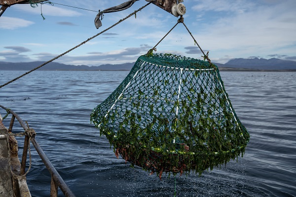 La falta de centollas en Tierra del Fuego: causas y consecuencias imágenes : Luján Agusti 